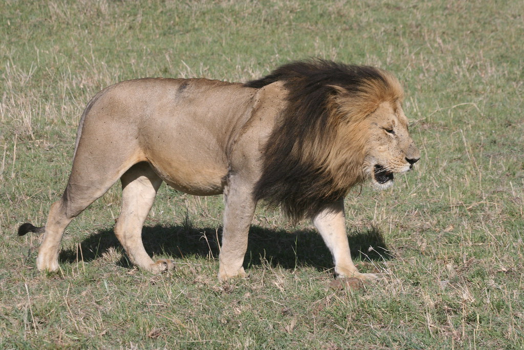 MEMORIAS DE KENIA 14 días de Safari - Blogs de Kenia - MASAI MARA IV (9)