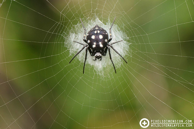 Silver-Spotted Sun Spider- Neogea nocticolor ♀