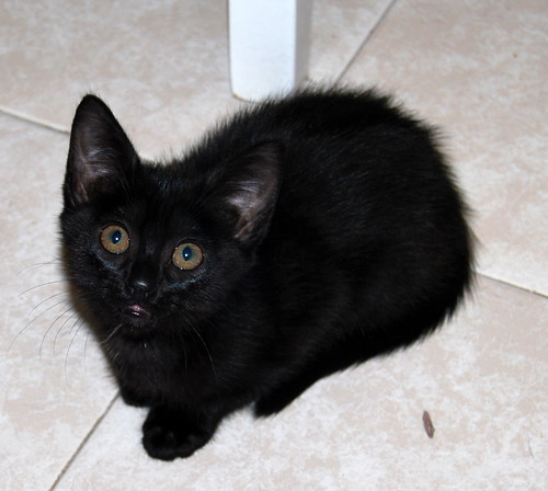 Rocío, gatita pantera bombón nacida en Septiembre´14, necesita hogar. Valencia. ADOPTADA. 15732658065_560134ba9c