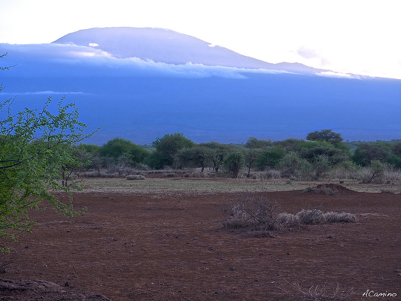 12 días de Safari en Kenia: Jambo bwana - Blogs de Kenia - Amboseli: Buscando la foto del elefante a los pies del Kilimanjaro (69)