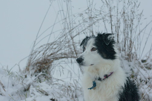 portrait dog snow 50mm collie sony cosina bordercollie luxembourg manualfocus sweep luxemburg nex f17 manuallens m42mount lieler cosinon50mmf17 emount nex5r sonynex5r lewist584