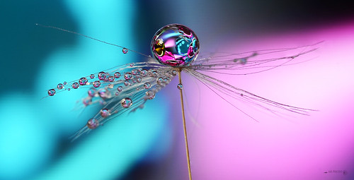 nikon refraction pastel pink blue macro water waterdroplet droplet dandelionseed dof dandelion dandelionart drops colourful colours indoor wow brilliant