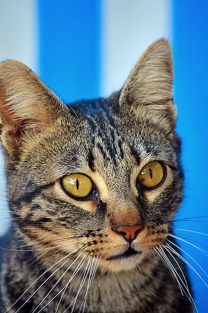 Bosco, gato pardo y negro tabby espectacular, nacido en Julio´13, en adopción. Valencia. ADOPTADO. 15619875883_2a700efdec_z