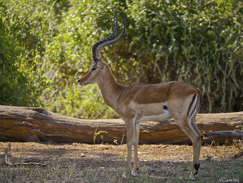 Safari en Samburu: Jirafas, Elefantes, Leones, Guepardos y muchísimos pájaros - 12 días de Safari en Kenia: Jambo bwana (16)