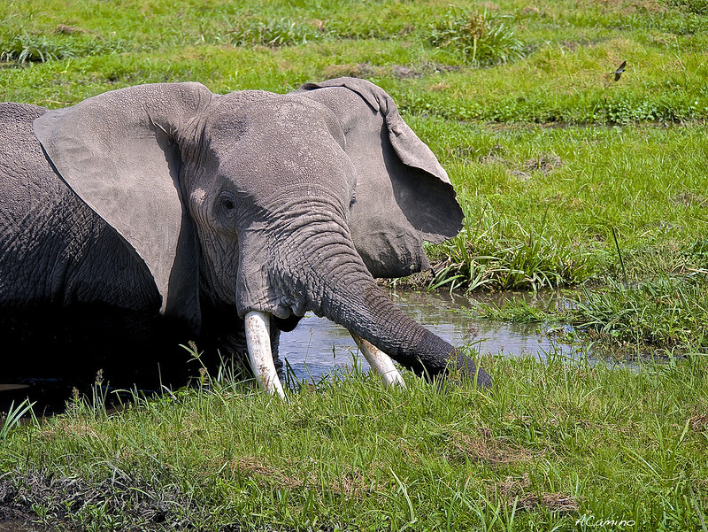 12 días de Safari en Kenia: Jambo bwana - Blogs de Kenia - Amboseli: Buscando la foto del elefante a los pies del Kilimanjaro (38)