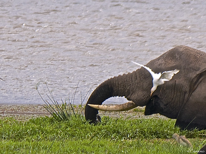 12 días de Safari en Kenia: Jambo bwana - Blogs de Kenia - Amboseli: Buscando la foto del elefante a los pies del Kilimanjaro (64)