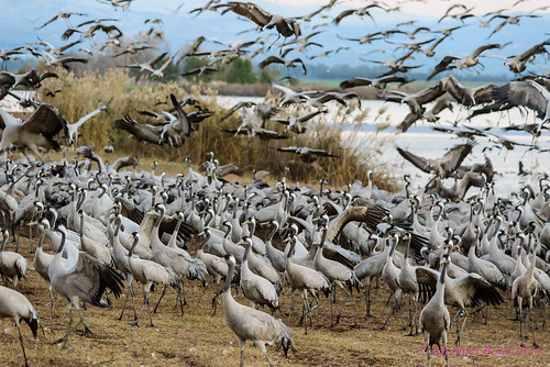 birds animals israel cranes naturelandscape northdistrict emekhulah