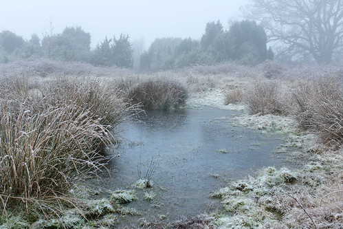 schnee winter germany frost nebel emsland haselünne wacholder niedersachsen sumpf