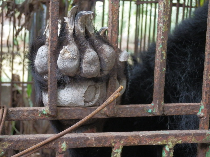 The dry and cracked paws of a bear who has never set foot on grass 2, Hai Farm, Quang Ninh
