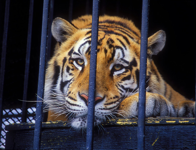 The Tragic Tale of Tony the Truck Stop Tiger