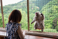 Iwatayama Monkey Park at Arashiyama, Kyoto
