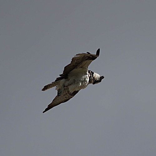vaughn montana unitedstates bird osprey pandionhaliaetus