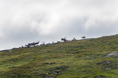 vildmarksvägen cycletouring cyclotourisme europe freewheelycom reindeer sweden wildernessroad jbcyclingnordkapp