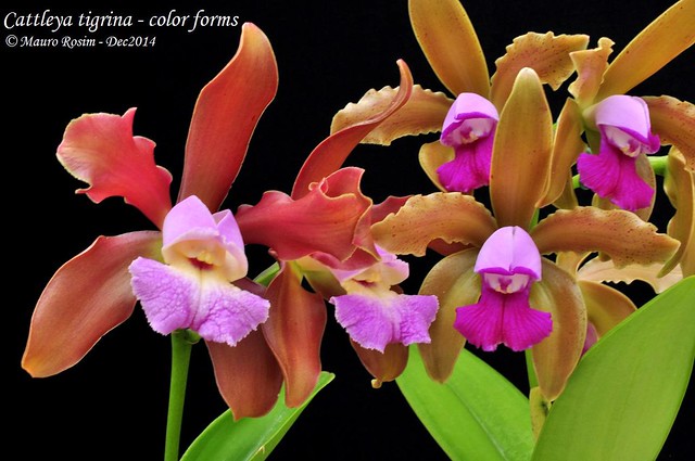 Cattleya tigrina - deux varietés (formes) de couleur 15482198403_a04b0780e0_z_d