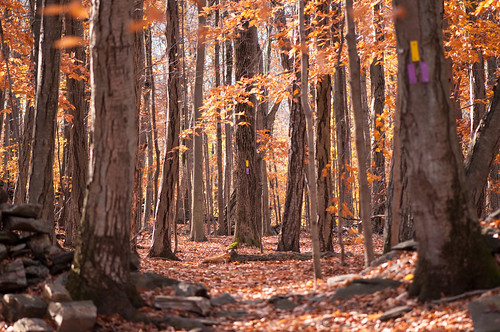 autumn trees ny newyork fall forest woods path fallcolors autumncolours trail westchestercounty southsalem lewisboro nikon105mmf28macro nikkor105mmf28gedifafsvrmicro leonlevypreserve