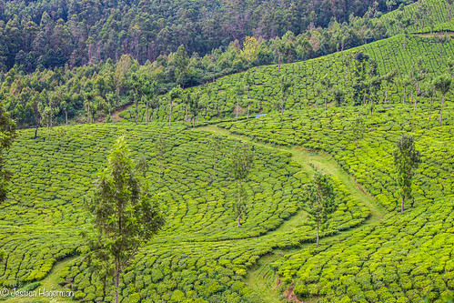 india tea kerala munnar teafields kannandevanhills