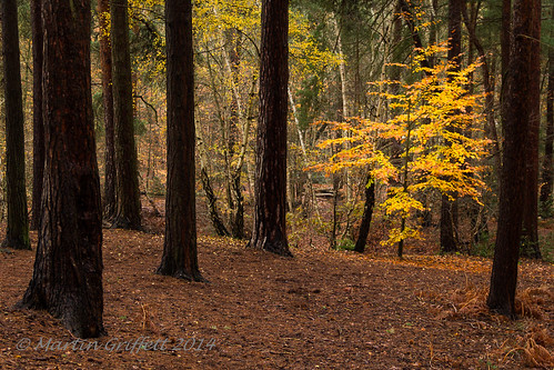 wood november autumn light orange brown colour tree green art fall nature leaves yellow pine woodland landscape countryside leaf woods branch country trunk beech silverbirch oxshottcommon img201411271402081670
