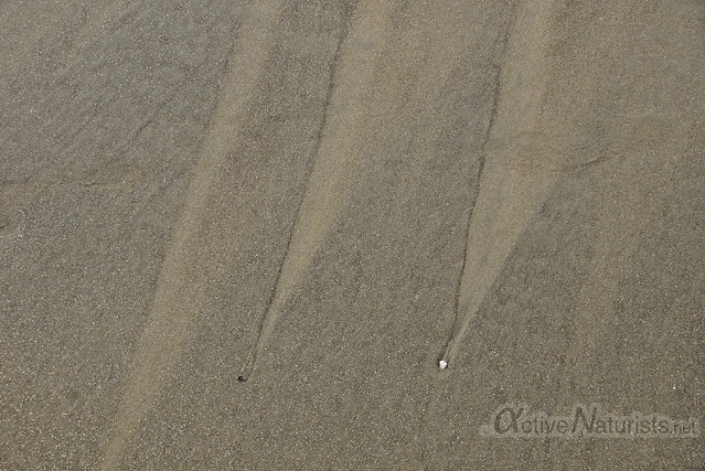 sand 0000 Blacks Beach, California, USA