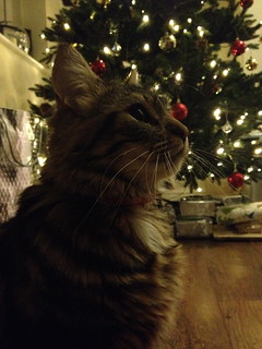 Jessie in front of the tree