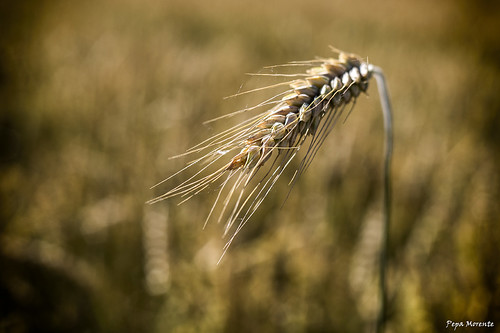 summer naturaleza detalle verano ocre trigo dorada solitaria espiga