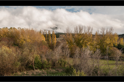 españa color europa paisaje amarillo bosque segovia árbol campo otoño nublado dorado castillayleón chopo pradena prádena entorno populusnigra follajedeotoño