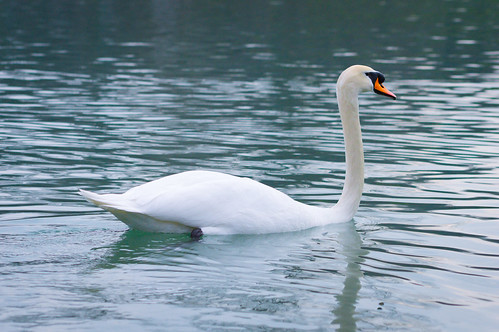Höckerschwan - Mute Swan - Cygnus olor
