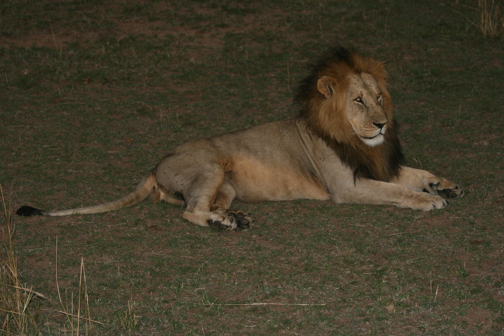 MASAI MARA I - MEMORIAS DE KENIA 14 días de Safari (26)