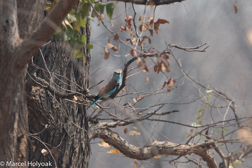 birds malawi rollers mw coraciidae liwondenationalpark rackettailedroller coraciasspatulatus