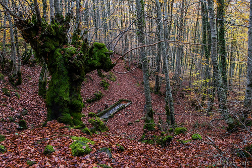 autumn españa tree forest fuente bosque árbol otoño esp source beech haya navarra muskilda valledesalazar 2tumblr sal18250 izalzuitzaltzu 2blogger