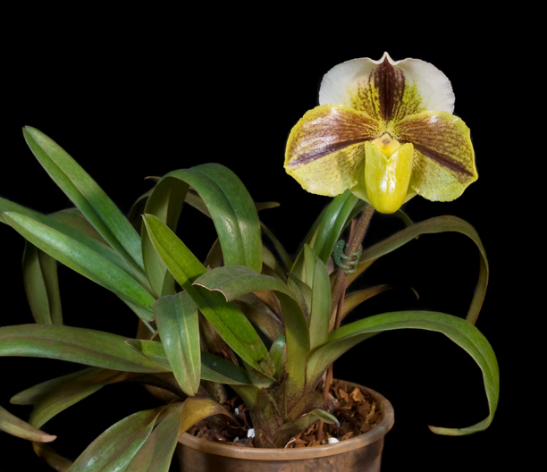 Paphiopedilum Lippewunder x In Charm White  16161215595_01705ccd7f_o