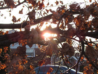 Sun through the Leaves