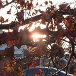 Sun through the Leaves