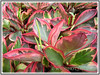 Peperomia clusiifolia 'Jellie' (Variegated Red Edge Peperomia