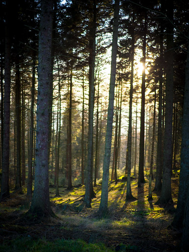 uk trees winter sun sunlight nature tom forest photography cheshire sunrays macclesfield simcock tomsimcockphotography