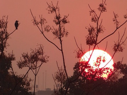 sunset red sun india colour tree bird nature photography flickr sony crow punjab twigs phase9mohali sonydschx400v ricktoor