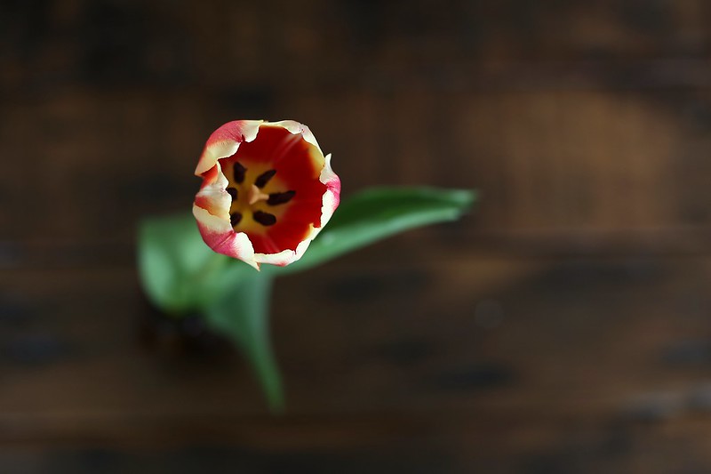tulip from L
