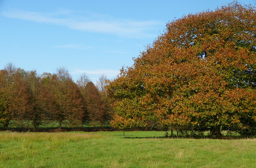 autumn tree fall landscape oak herfst boom eik achterhoek winterswijk landschap kotten panasonicdmcfz150 1180922