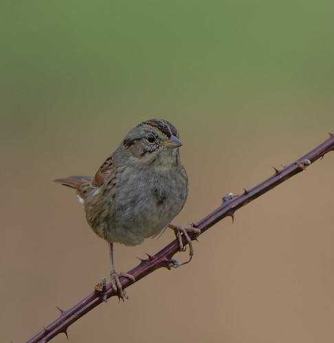 bird sparrow waterfordfarm maryland swampsparrow melospizageorgiana melospiza bonniecoatesott woodbine quad