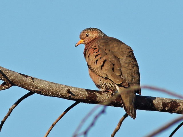 Ground Dove at 65 feet CROP 60D 20141228