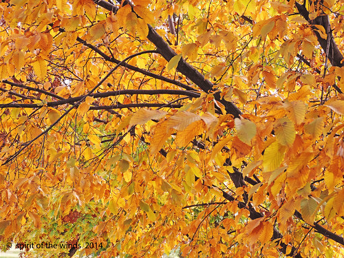 autumn fall mapletrees spokanewashingtonstate