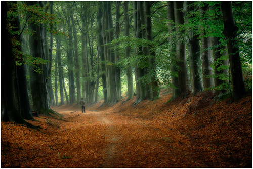 herfst bos gelderland mariëndaal gelderslandschap colourefexpro30 davezuuring gelderschlandschapenkastelen nldazuufotografeertcom herfst2014 walkinginwonder