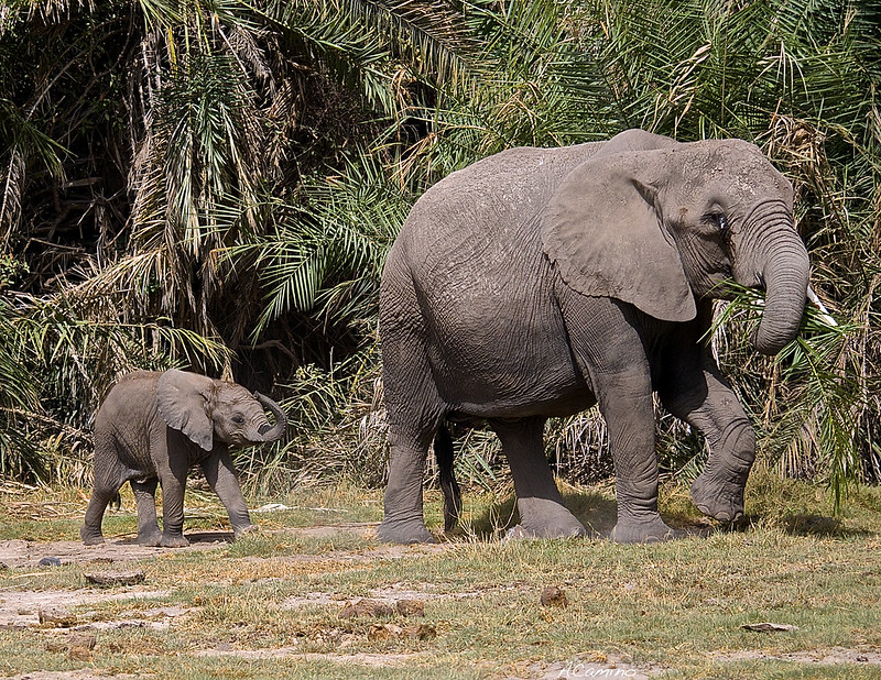 12 días de Safari en Kenia: Jambo bwana - Blogs de Kenia - Amboseli: Buscando la foto del elefante a los pies del Kilimanjaro (31)