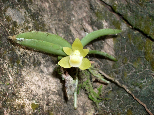 orchid insitu orchidspecies chroniochilus