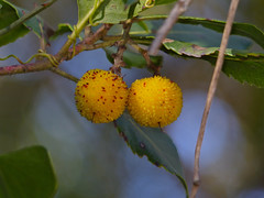 Strawberry Tree (Arbutus unedo) immature fruits