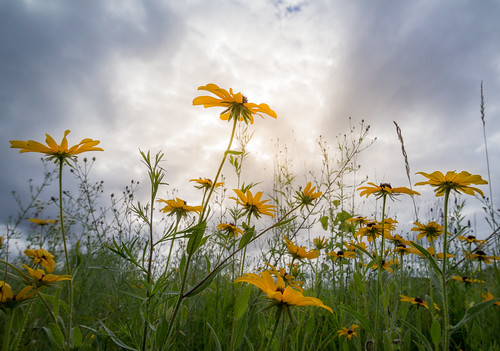 summer flower yellow cloudy michigan unitedstatesofamerica overcast vanburencounty mattawan wolflakefishhatchery