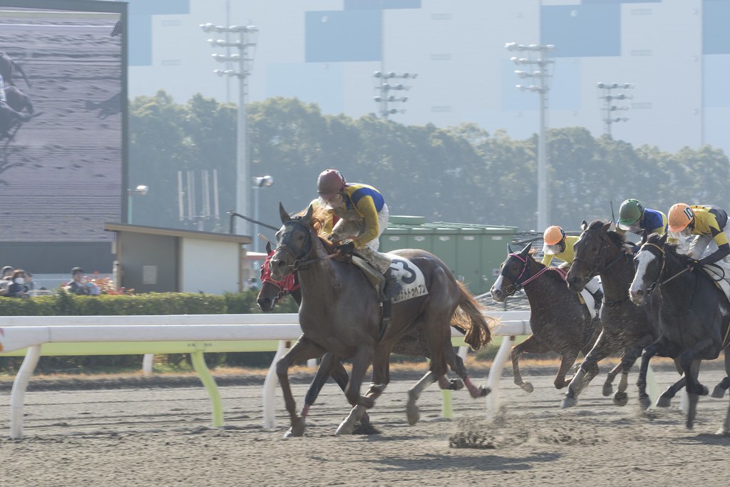 Flying Horse - 2014.12.30 大井競馬場 3R ゴール前の叩き合い