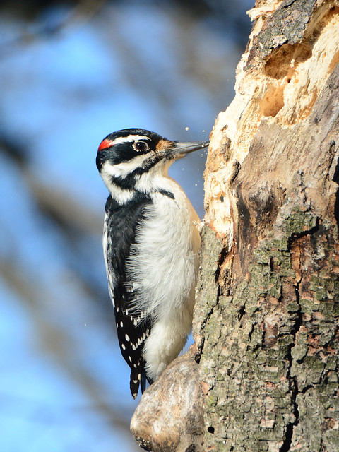 Riverside Woodpecker - 4759