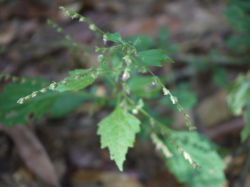 tropical herb lamiaceae labiatae mintfamily pogostemonpaniculatus elsholtziapaniculata hyssopuscristatus manampodam pachchetene panicledpogostemon
