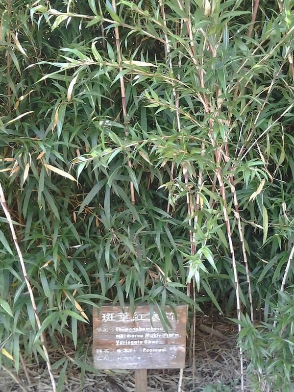 5945神奇多樣的竹類