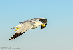 Ring-billed Gull in Flight @ Folly Field Beach - Hilton Head Island, SC
